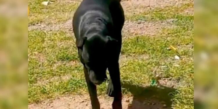 Exigen CASTIGO para NIÑO que abusa sexualmente de perritas en Puebla