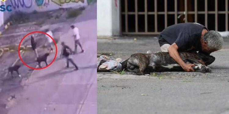Video. ‘ZEUS’: el perrito valiente que MURIÓ defendiendo a su humano de asaltantes