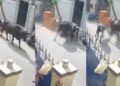 Video. ¡Impactante!, NIÑA es atacada por una vaca y sufre graves HERIDAS