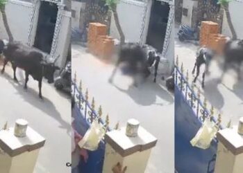 Video. ¡Impactante!, NIÑA es atacada por una vaca y sufre graves HERIDAS