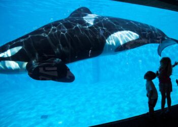 “Lolita” al fin es libre: muere orca, tras 50 años en un acuario de Miami