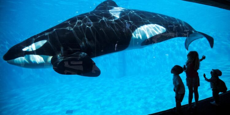 “Lolita” al fin es libre: muere orca, tras 50 años en un acuario de Miami