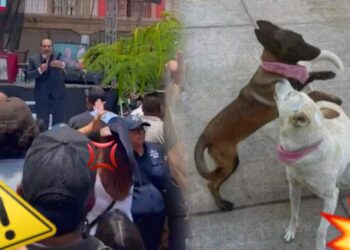 “¡Asesino!”: abuchean a Alcalde que mató a 2 perritas en Michoacán; “me defendí”, dijo