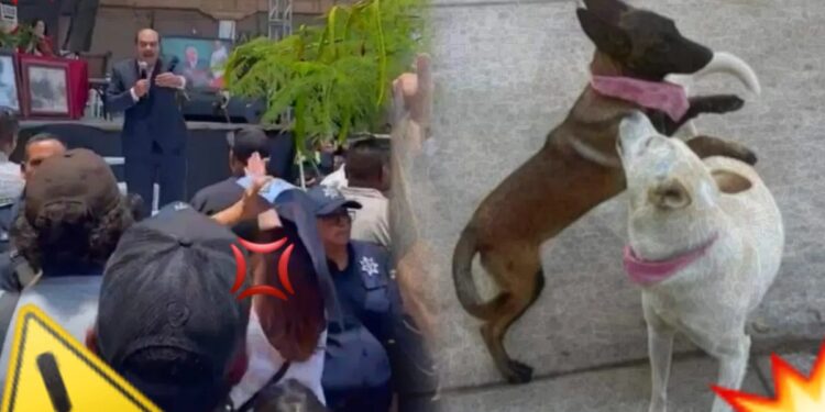 “¡Asesino!”: abuchean a Alcalde que mató a 2 perritas en Michoacán; “me defendí”, dijo