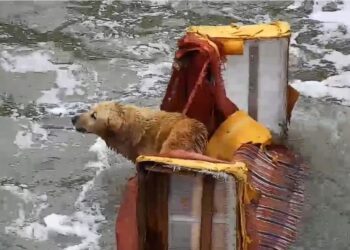 Perrito ‘marinero’: bomberos rescatan a can que ‘navegaba’ encima de un sofá