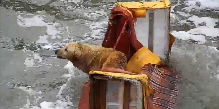 Perrito ‘marinero’: bomberos rescatan a can que ‘navegaba’ encima de un sofá