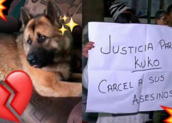 Video. ¡Justicia para Kuko!: despiadados amarran y golpean a PERRITO hasta MATARLO
