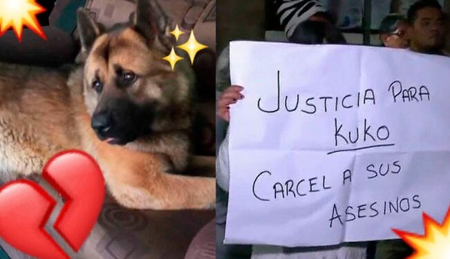 Video. ¡Justicia para Kuko!: despiadados amarran y golpean a PERRITO hasta MATARLO