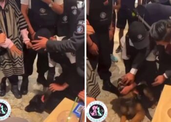 #DóndeEstáLucho : guardias maltratan a PERRITO que entró a tienda para protegerse de la lluvia