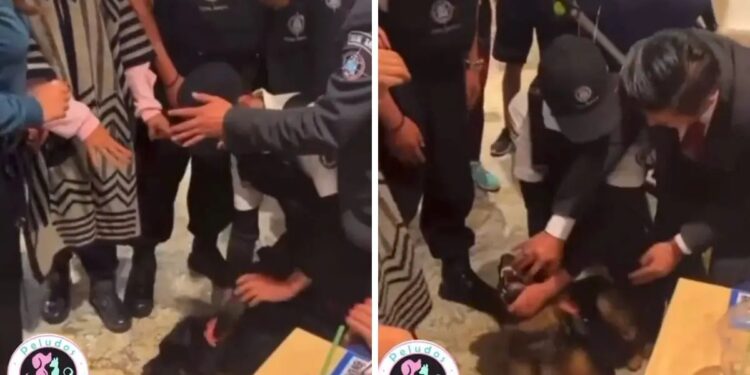 #DóndeEstáLucho : guardias maltratan a PERRITO que entró a tienda para protegerse de la lluvia