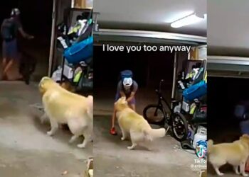 VIDEO. Nadie se resiste a un “lomito”: ladrón de un perrito al robar “bici”