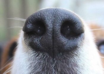 Padres llegan a hospital con su NIÑO, asegurando que ¡un PERRO lo violó!
