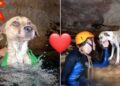Rescatan a “Shakira”, perrita que estuvo días ATRAPADA en cenote de Yucatán