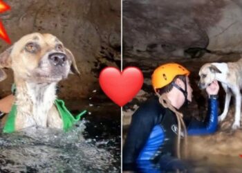 Rescatan a “Shakira”, perrita que estuvo días ATRAPADA en cenote de Yucatán