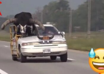 Video. ¡INCREÍBLE!, lo detienen por llevar a un ENORME TORO como copiloto