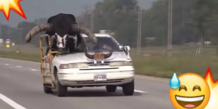 Video. ¡INCREÍBLE!, lo detienen por llevar a un ENORME TORO como copiloto