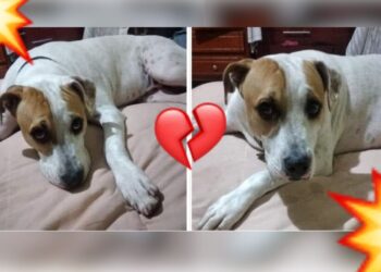 Perrito es ASESINADO por defender a su dueño en un ASALTO en Michoacán