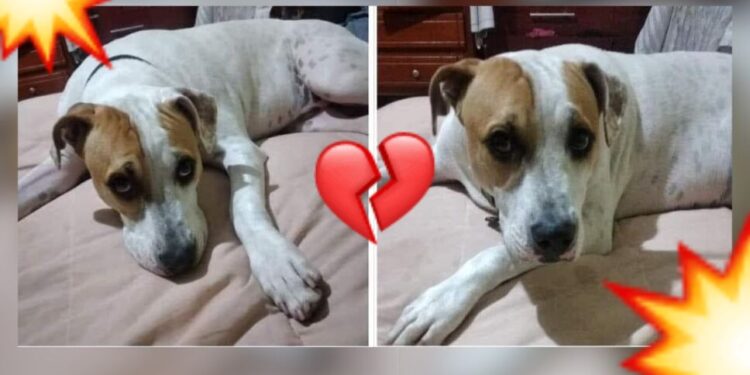 Perrito es ASESINADO por defender a su dueño en un ASALTO en Michoacán