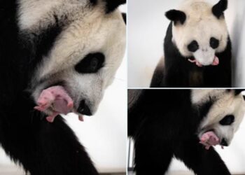 ¡Hermoso!, te presentamos al primer cachorro de panda gigante nacido en Rusia