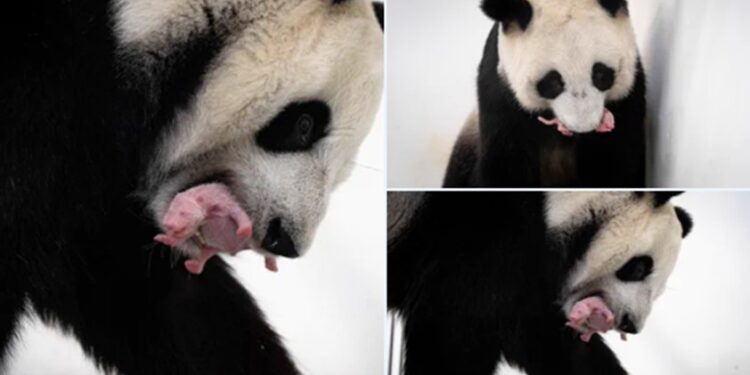 ¡Hermoso!, te presentamos al primer cachorro de panda gigante nacido en Rusia