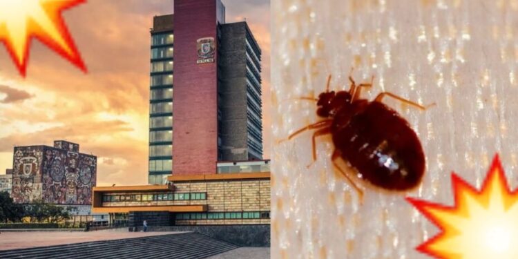 Suspenden clases en facultad de la UNAM, ¡por plaga de CHINCHES!