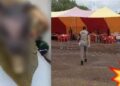 ¿¡Tacos de “GUAGUACOA”!?, denuncian a negocio por vender barbacoa de PERRO