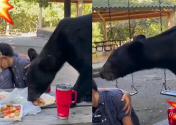 VIDEO. ¡Oso goloso ‘se une’ a picnic familiar en Chipinque!