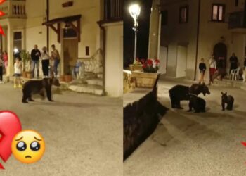 MATAN a mamá OSO frente a sus cachorros; era muy querida en pueblito de Italia
