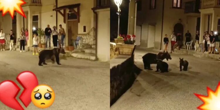 MATAN a mamá OSO frente a sus cachorros; era muy querida en pueblito de Italia