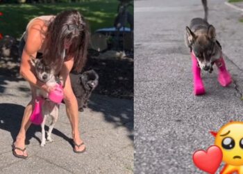 Video. ¡Todo precioso!: perrito da sus primeros pasos con sus nuevas prótesis