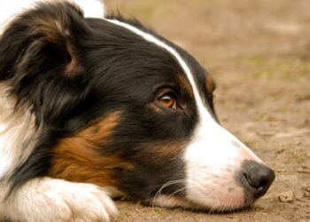 Condenan a sujeto por dejar MORIR de hambre a su PERRO en la azotea en Guadalajara