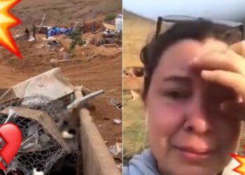 “Qué suciedad de sociedad”: usan maquinaria para APLASTAR refugio ¡con ANIMALITOS dentro!
