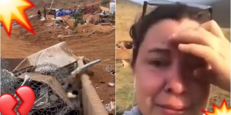 “Qué suciedad de sociedad”: usan maquinaria para APLASTAR refugio ¡con ANIMALITOS dentro!