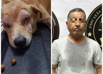 Agarran a DESALMADO que apuñaló y le sacó los ojos a un PERRITO