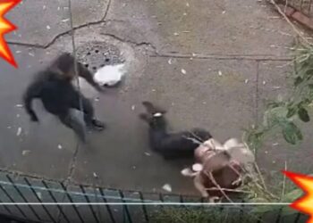 Video. Asaltante ataca y ARRASTRA brutalmente a una MUJER para quitarle sus cosas