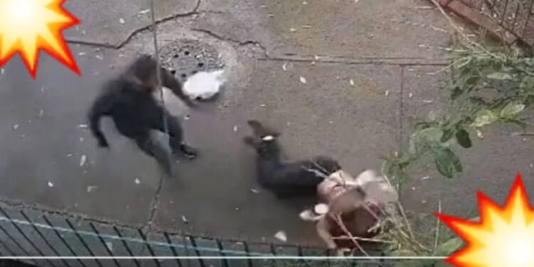 Video. Asaltante ataca y ARRASTRA brutalmente a una MUJER para quitarle sus cosas