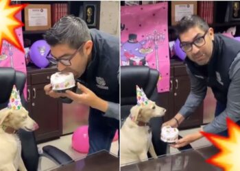 Video. “¿Por qué no me dijeron?”: Alcalde muerde el pastel especial de su mascota