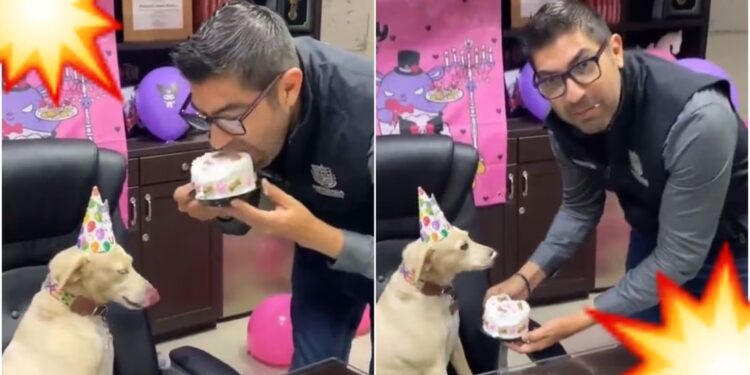Video. “¿Por qué no me dijeron?”: Alcalde muerde el pastel especial de su mascota