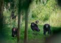 Terror en Uganda: chimpancés matan niños al llegar a las aldeas