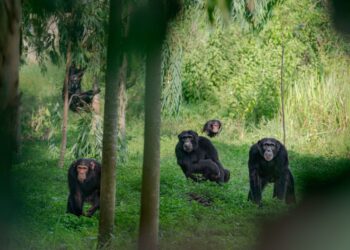 Terror en Uganda: chimpancés matan niños al llegar a las aldeas