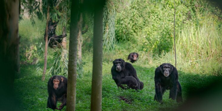 Terror en Uganda: chimpancés matan niños al llegar a las aldeas