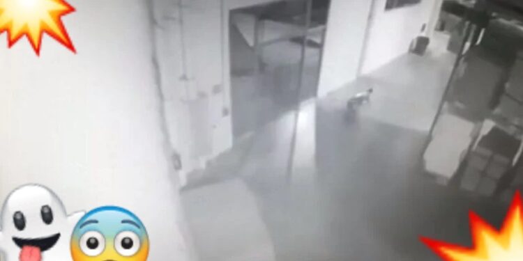 VIDEO. ¡Aterrador!, guardia es atacado por fantasma en maquiladora de Nuevo Laredo