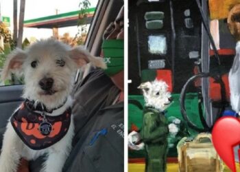 Justicia para ‘Gasolín’: perrito adoptado por empleados de gasolinera fue envenenado  
