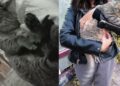 Justicia para “Pachón”: asesinato de gatito en CETIS No. 54 indigna a todos
