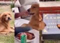 VIDEO. ¡Hermoso!: conmueve perrito que lleva pedacito de pollo a la tumba de su amigo