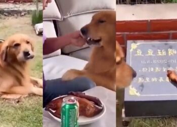 VIDEO. ¡Hermoso!: conmueve perrito que lleva pedacito de pollo a la tumba de su amigo