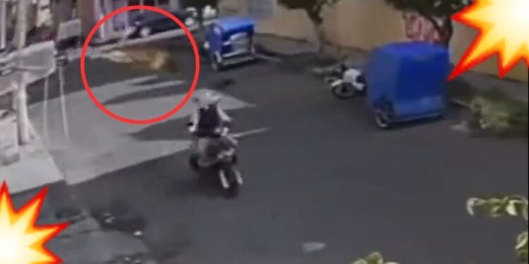 ¿Es un pájaro?, ¿es un avión?…¡es el PERRO volador!: can se lanza contra motociclista desde un techo