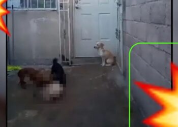 Video. HORROR en Edoméx: recoge PERRITOS para que sus mascotas ¡los coman vivos!
