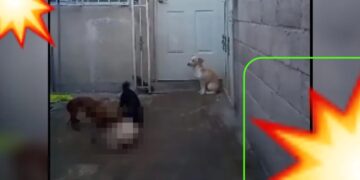 Video. HORROR en Edoméx: recoge PERRITOS para que sus mascotas ¡los coman vivos!