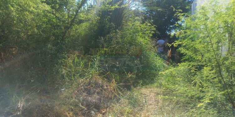 Desaparecido en Victoria es localizado, pero ¡MUERTO en un baldío!
